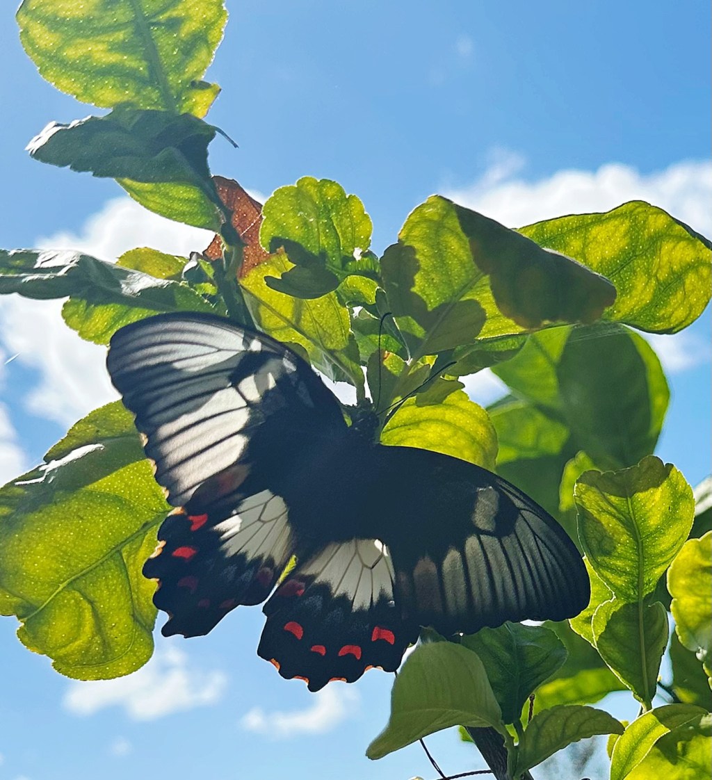 I Planted a Bush Lemon Tree. I Got&nbsp;Butterflies.