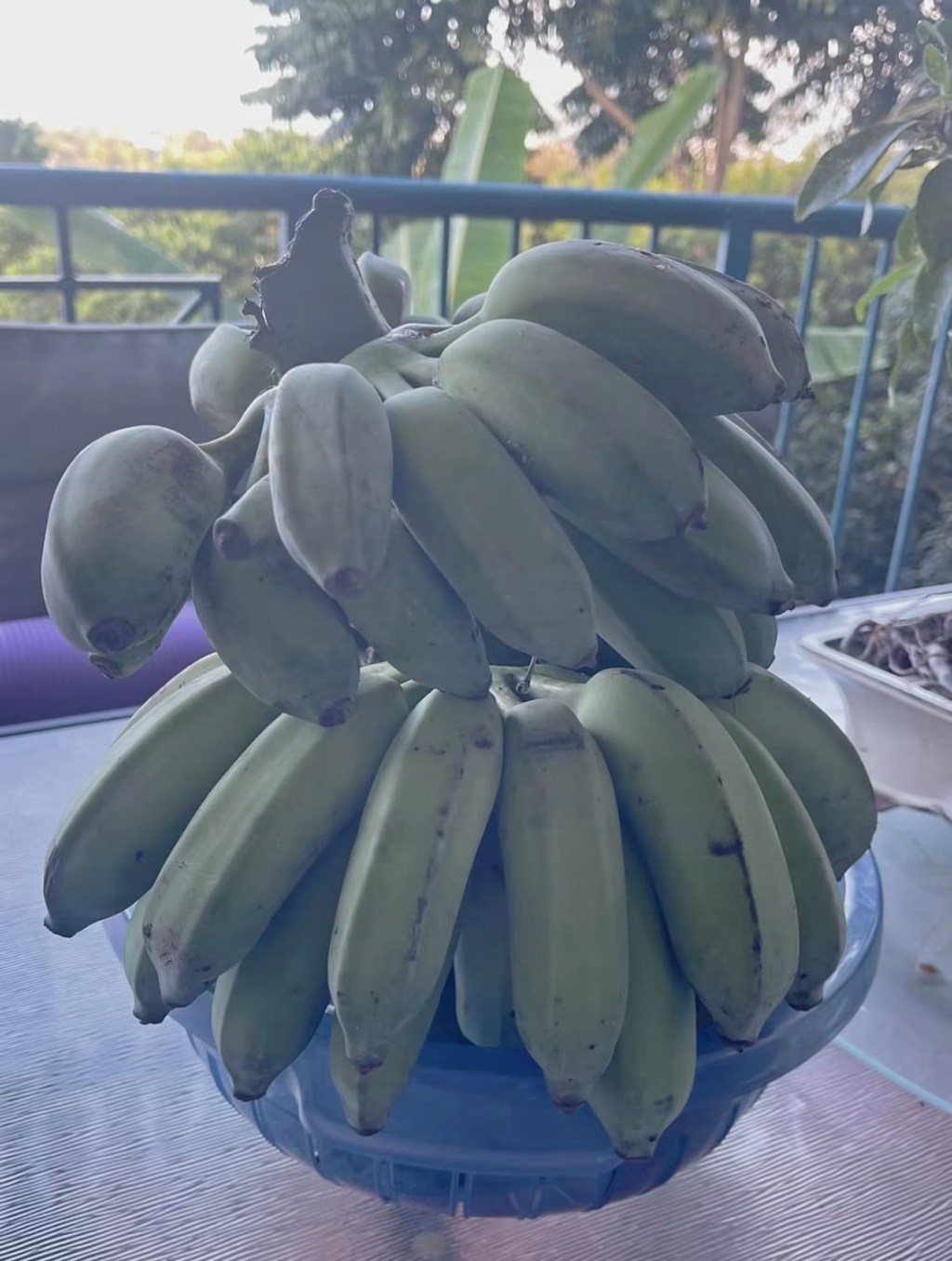The Garden Is Paying Rent